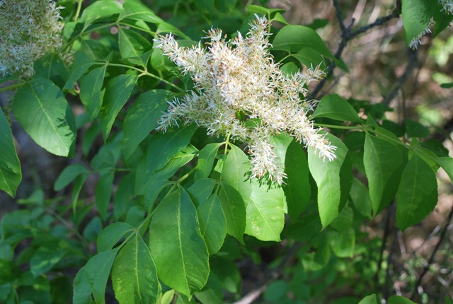 Fraxinus ornus